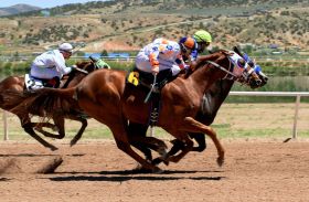 Premier Horse Racing at Newcastle Racecourse