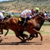 Premier Horse Racing at Newcastle Racecourse